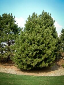 Сосна Чёрная (Pinus Nigra) купить по цене от 270.00р. в интернет-магазине «Посадика» с доставкой почтой в в Уссурийске и по всей России – [изображение №1].