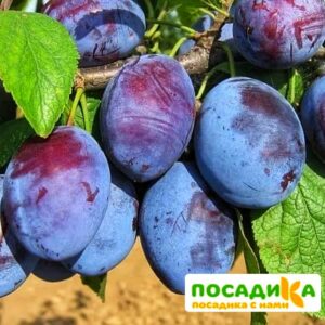 Слива Чачакская ранняя купить по цене от 229.00р. в интернет-магазине «Посадика» с доставкой почтой в в Уссурийске и по всей России – [изображение №1].