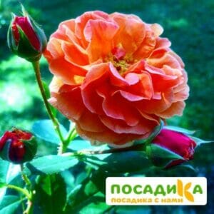 Роза Арабия купить по цене от 350.00р. в интернет-магазине «Посадика» с доставкой почтой в в Уссурийске и по всей России – [изображение №1].