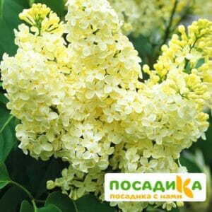 Сирень Примроуз (Primrose) купить по цене от 529.00р. в интернет-магазине «Посадика» с доставкой почтой в в Уссурийске и по всей России – [изображение №1].