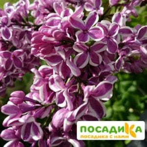 Сирень Сенсация купить по цене от 529.00р. в интернет-магазине «Посадика» с доставкой почтой в в Уссурийске и по всей России – [изображение №1].