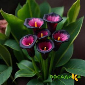 Калла Аура Лейс купить по цене от 400р. в интернет-магазине «Посадика» с доставкой почтой в в Уссурийске и по всей России – [изображение №1].