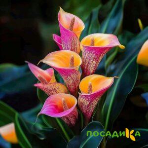 Калла Оникс купить по цене от 450р. в интернет-магазине «Посадика» с доставкой почтой в в Уссурийске и по всей России – [изображение №1].