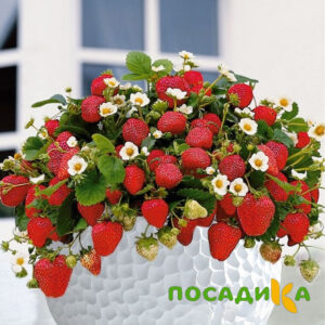 Клубника Рубиновый Шепот (горшечная) купить по цене от 240р. в интернет-магазине «Посадика» с доставкой почтой в в Уссурийске и по всей России – [изображение №1].