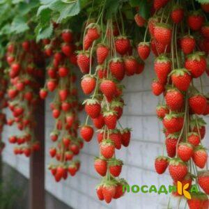 Клубника вьющаяся Комплимент купить по цене от 470р. в интернет-магазине «Посадика» с доставкой почтой в в Уссурийске и по всей России – [изображение №1].