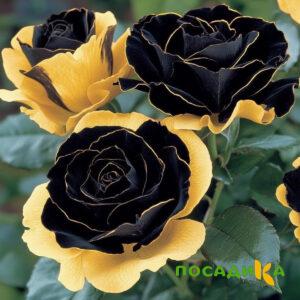 Роза Ханни Сикл купить по цене от 700р. в интернет-магазине «Посадика» с доставкой почтой в в Уссурийске и по всей России – [изображение №1].