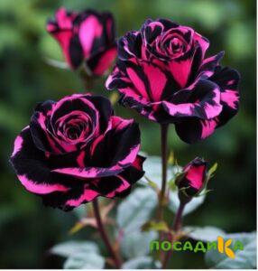Роза Багровый Шепот купить по цене от 366р. в интернет-магазине «Посадика» с доставкой почтой в в Уссурийске и по всей России – [изображение №1].