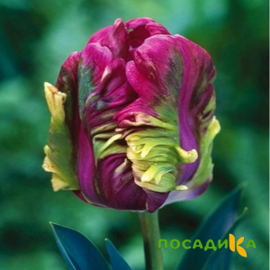 Тюльпан Экзотик Хэвен купить по цене от 186р. в интернет-магазине «Посадика» с доставкой почтой в в Уссурийске и по всей России – [изображение №1].